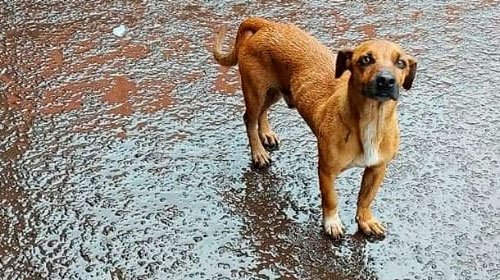 Divulgação - Totó esta desaparecido desde sábado, 16 Divulgação - Totó esta desaparecido desde sábado, 16