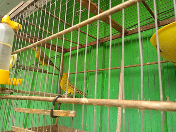 divulgação PM Ambiental - Canários da Terra apreendidos divulgação PM Ambiental - Canários da Terra apreendidos
