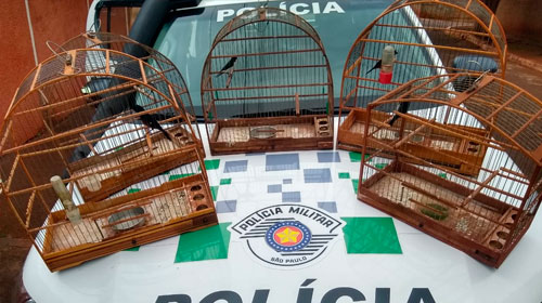 Divulgação - Cinco espécies foram apreendidas e levadas para o APASS de Assis Divulgação - Cinco espécies foram apreendidas e levadas para o APASS de Assis