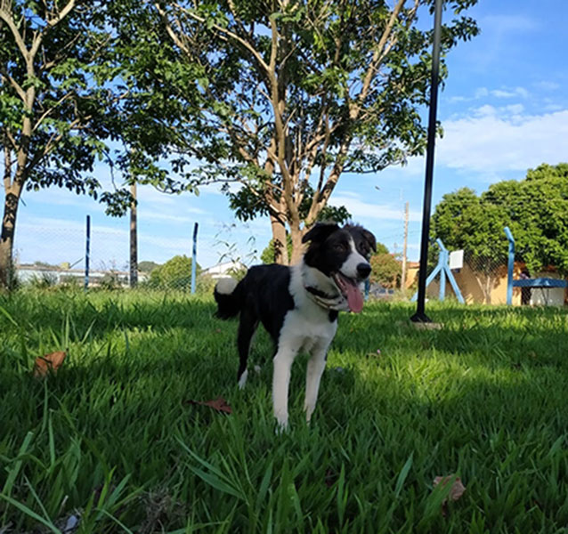 divulgação - Cachorra Pandora divulgação - Cachorra Pandora