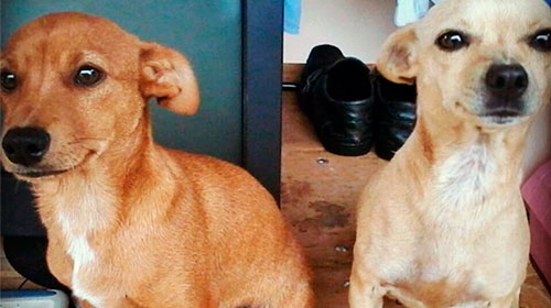 Divulgação - Romeu e Branquinha desapareceram nesta quinta-feira Divulgação - Romeu e Branquinha desapareceram nesta quinta-feira