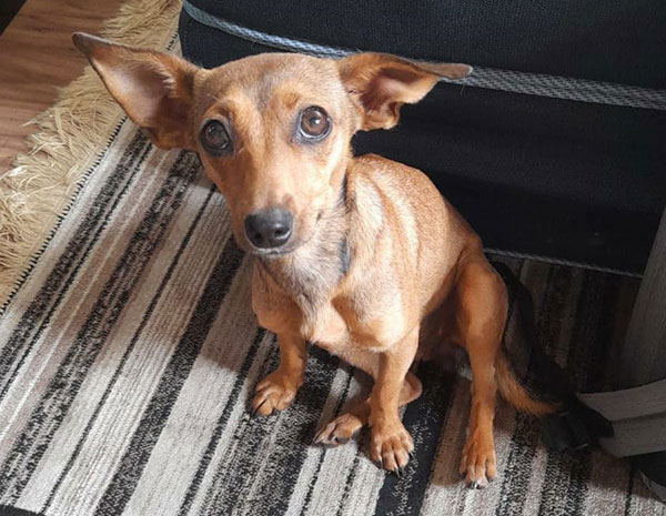 divulgação - Cachorrinha atende pelo nome de Mel divulgação - Cachorrinha atende pelo nome de Mel