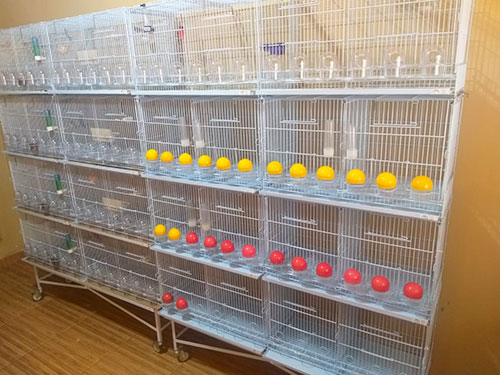Divulgação - Criadouro é organizado e limpo todas as manhãs Divulgação - Criadouro é organizado e limpo todas as manhãs