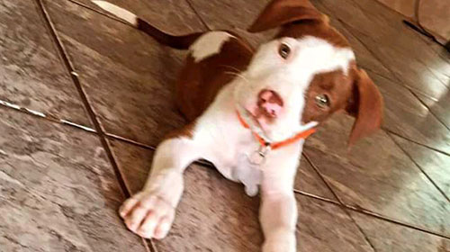 divulgação - Criança de 2 anos sofre com desaparecimento de cachorra; família oferece recompensa para quem localizá-la divulgação - Criança de 2 anos sofre com desaparecimento de cachorra; família oferece recompensa para quem localizá-la