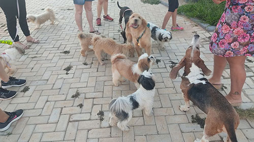 divulgação - Apaixonados por cachorros têm encontro marcado todas as tardes na Vila Xavier divulgação - Apaixonados por cachorros têm encontro marcado todas as tardes na Vila Xavier