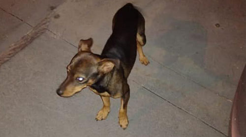 divulgação - Cachorro encontrado no condomínio