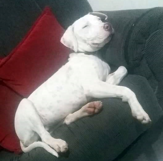 divulgação - Cachorra atende pelo nome de Alerquina