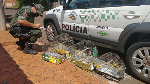 Polícia Ambiental apreende aves em Chavantes Polícia Ambiental apreende aves em Chavantes