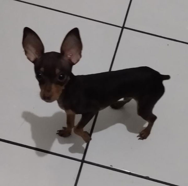 divulgação - Cachorro Fred divulgação - Cachorro Fred