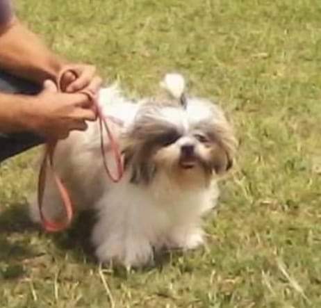 divulgação - Cachorro Pepe divulgação - Cachorro Pepe