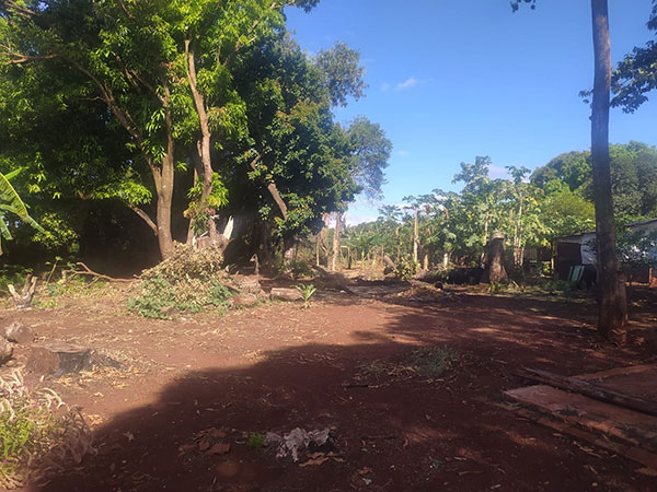 divulgação - Local onde foi constatada a retirada das árvores divulgação - Local onde foi constatada a retirada das árvores