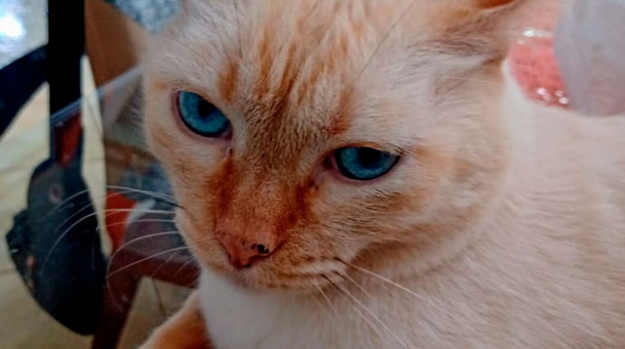 Divulgação - Animal atende por nome de Honey Divulgação - Animal atende por nome de Honey