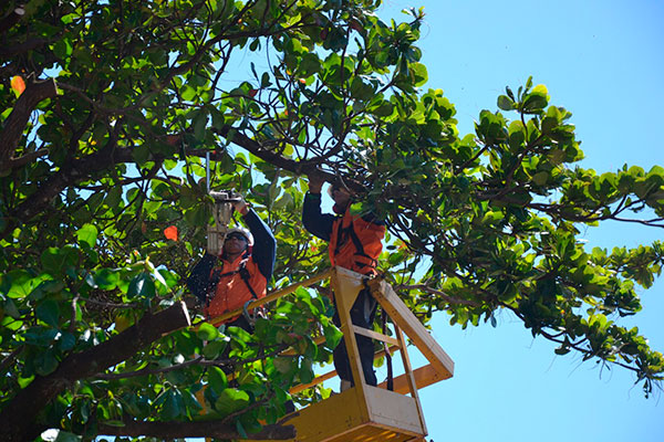 Divulgação - Moura segue todas as normas ambientais vigentes Divulgação - Moura segue todas as normas ambientais vigentes