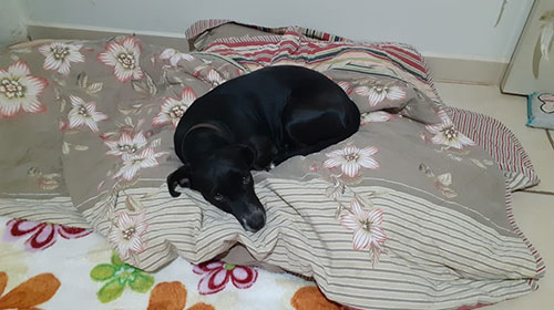 divulgação - Cachorrinha encontrada divulgação - Cachorrinha encontrada