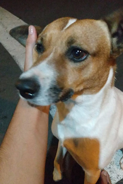 divulgação - Cachorrinho Zé divulgação - Cachorrinho Zé