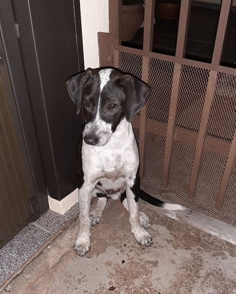 divulgação - Cachorrinho perdido divulgação - Cachorrinho perdido