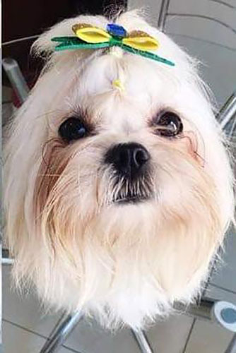 divulgação - Cachorrinha Nadine divulgação - Cachorrinha Nadine