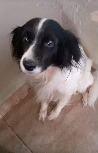 divulgação - Cachorrinha Lili divulgação - Cachorrinha Lili