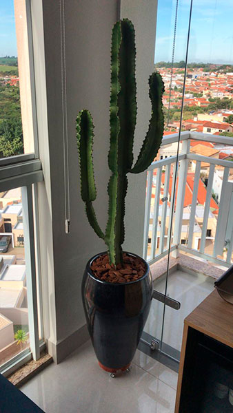 Divulgação Divulgação
