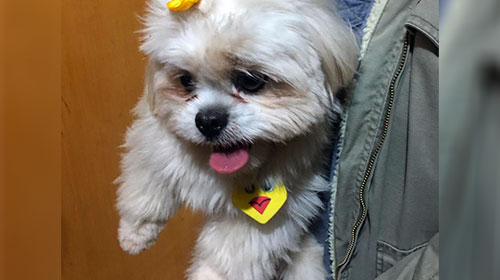 Divulgação - Cachorrinho foi encontrado nas proximidades do Portal São Francisco Divulgação - Cachorrinho foi encontrado nas proximidades do Portal São Francisco