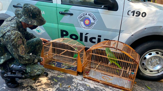 Divulgação - Papagaio resgatado será enviado ao APAS de Assis Divulgação - Papagaio resgatado será enviado ao APAS de Assis