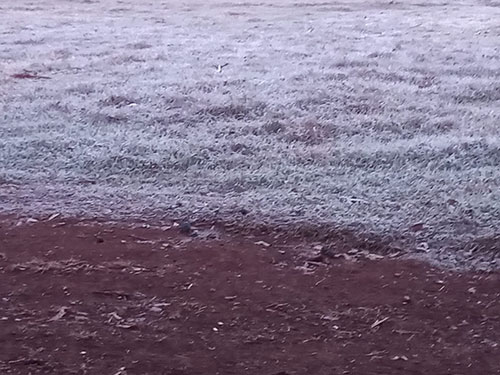divulgação - Geada atingiu o pasto de propriedades no bairro rural Água do Barreiro divulgação - Geada atingiu o pasto de propriedades no bairro rural Água do Barreiro