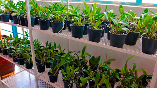 Divulgação - Mudas de orquídeas serão distribuídas para quem fizer doação de leite Divulgação - Mudas de orquídeas serão distribuídas para quem fizer doação de leite