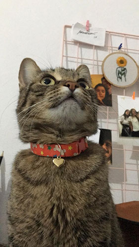 divulgação - Gata Lola divulgação - Gata Lola