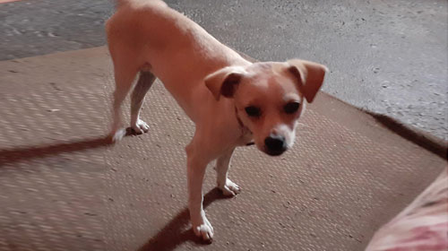 Divulgação - A cachorra está com uma coleira Divulgação - A cachorra está com uma coleira