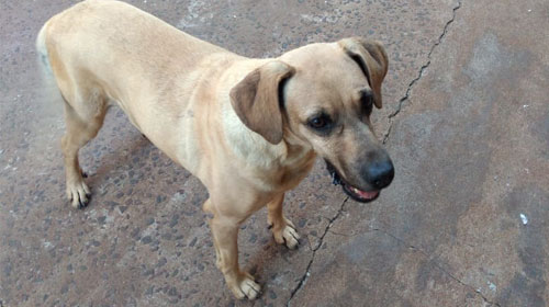 divulgação - Cachorro Sheik divulgação - Cachorro Sheik
