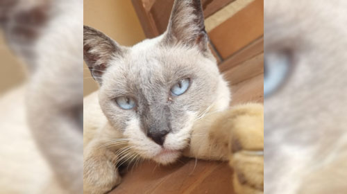 Divulgação - O animal é macho, adulto e castrado Divulgação - O animal é macho, adulto e castrado