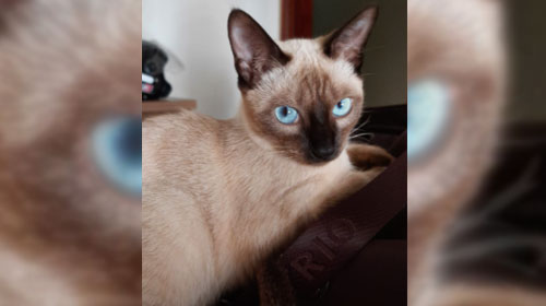 Divulgação - O gato atende pelo nome de Divulgação - O gato atende pelo nome de