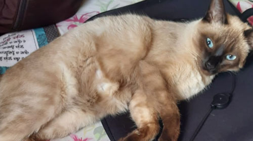 Divulgação - Tutores procuram por gato desaparecido na Vila Maria Isabel em Assis Divulgação - Tutores procuram por gato desaparecido na Vila Maria Isabel em Assis