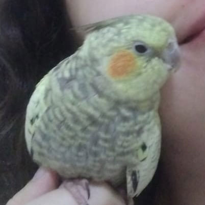 divulgação divulgação