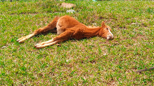 Divulgação - Potro é encontrado morto em pasto na Vila Ribeiro