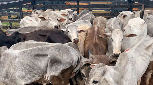 Divulgação - Polícia Civil de Bauru apreendeu 336 cabeças de gado que haviam sido roubadas de uma fazenda de Itatinga (SP). — Foto: Polícia Civil/ Divulgação