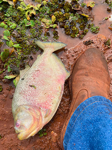 Divulgação - Peixes foram encontrados às margens do rio Pary Veado - Foto: Divulgação - Arquivo Pessoal