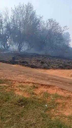 divulgação - Área de mata também foi atingida divulgação - Área de mata também foi atingida