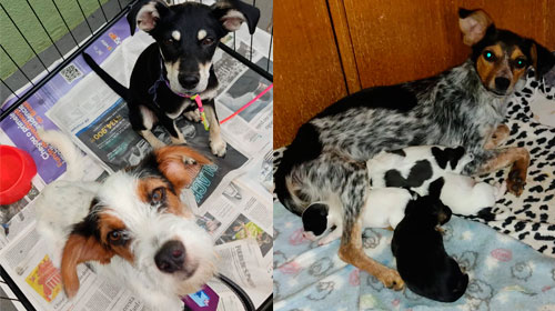 Divulgação - Pets para adoção estarão na loja das 9h às 12h - Foto: Divulgação Divulgação - Pets para adoção estarão na loja das 9h às 12h - Foto: Divulgação