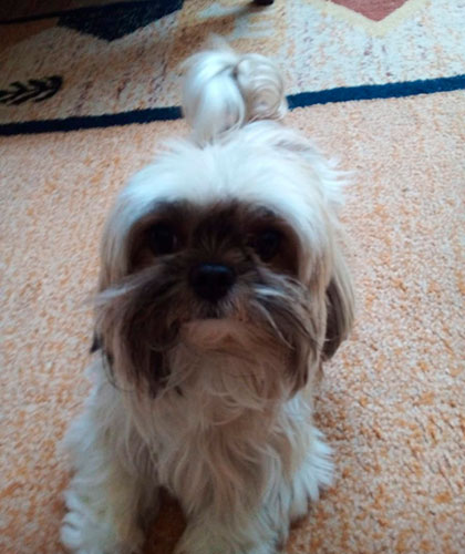divulgação - Cachorro Chiclete divulgação - Cachorro Chiclete