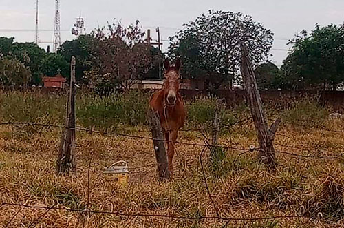 divulgação - Burro Pé de Pano