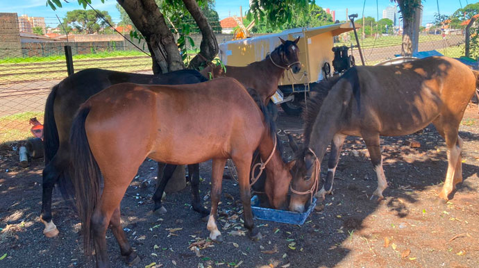 Divulgação - Cavalos foram recolhidos em via pública de Assis - Foto: Divulgação