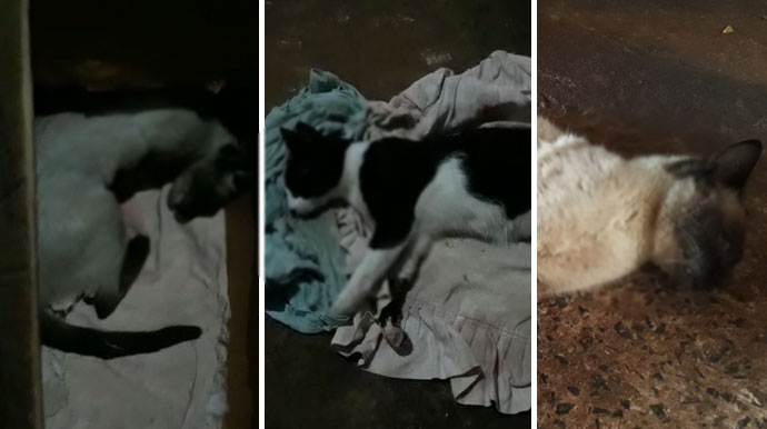 Divulgação - De acordo com a moradora, os gatos foram envenenados no Jardim Paraná Divulgação - De acordo com a moradora, os gatos foram envenenados no Jardim Paraná