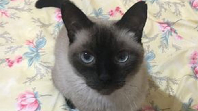 Divulgação - O gatinho desapareceu na região da Vila Palhares próximo à escola Carolina Burali. Divulgação - O gatinho desapareceu na região da Vila Palhares próximo à escola Carolina Burali.