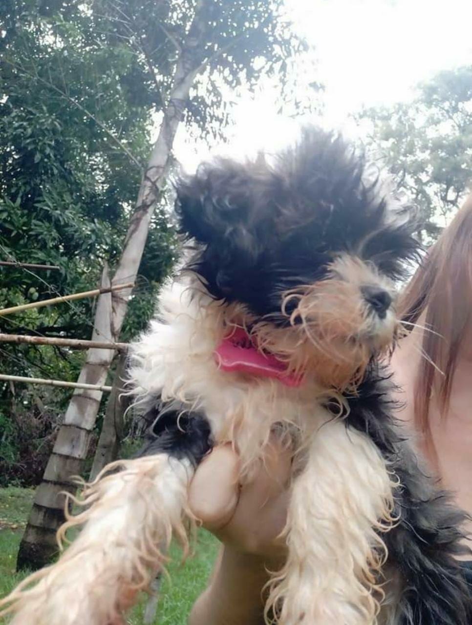 Divulgação - A cachorrinha estava suja de barro quando desapareceu