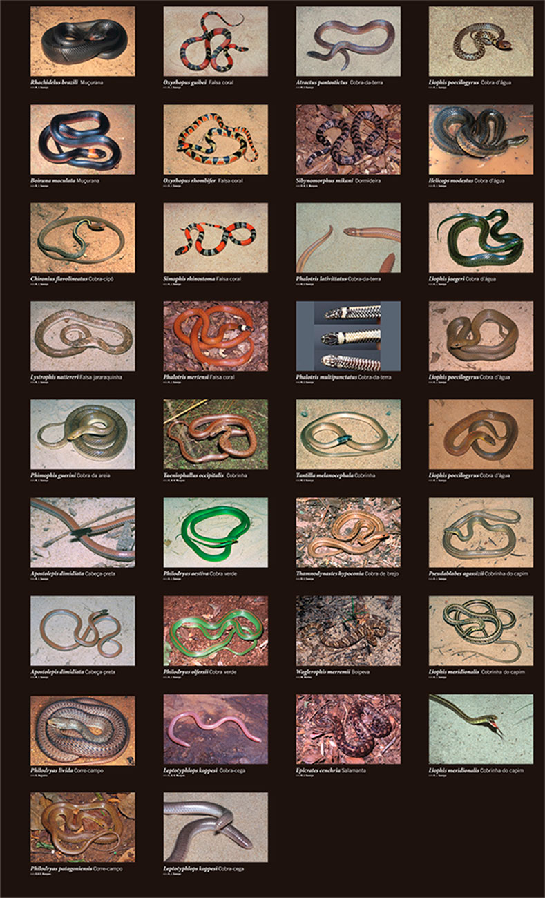 Divulgação - Composição e história natural das serpentes de Cerrado de Itirapina, São Paulo, sudeste do Brasil. - Sawaya, R.J.; Marques, A.V.; Martins, M. 2008.