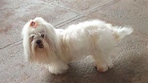 Divulgação - Petrus - Raça Lhasa Apso Divulgação - Petrus - Raça Lhasa Apso