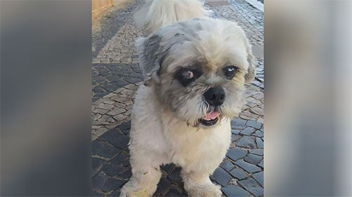 Divulgação - Thor da raça lhaso apso está cego do olho direito Divulgação - Thor da raça lhaso apso está cego do olho direito