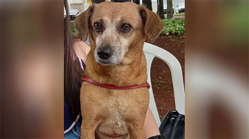Divulgação - A cachorrinha atende pelo nome de Babi Divulgação - A cachorrinha atende pelo nome de Babi