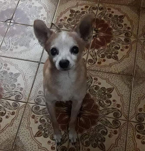 Divulgação - O cachorro estava com a família há mais de 15 anos Divulgação - O cachorro estava com a família há mais de 15 anos